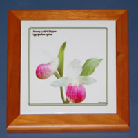 frame pecan 6870.jpg